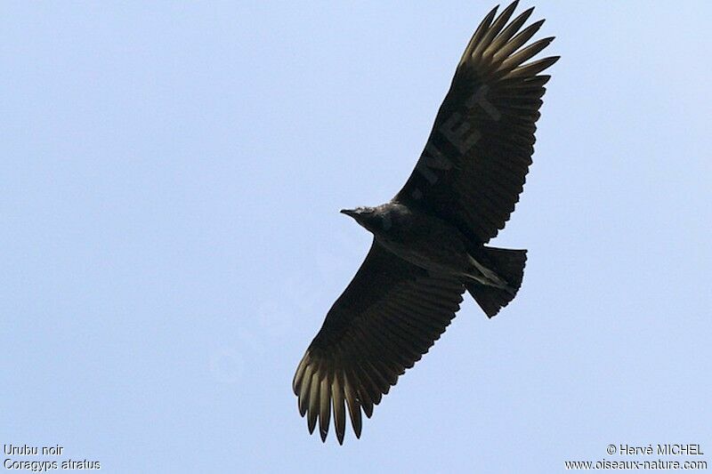 Black Vultureadult, Flight