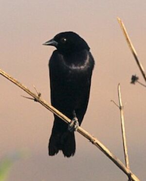 Shiny Cowbird