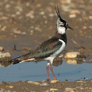 Northern Lapwing