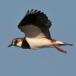 Northern Lapwing