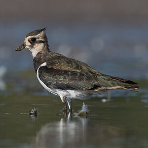 Northern Lapwing