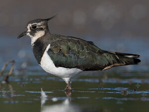 Northern Lapwing