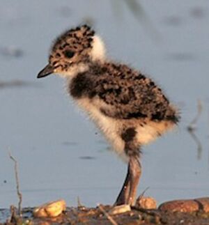 Northern Lapwing
