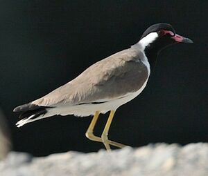 Red-wattled Lapwing