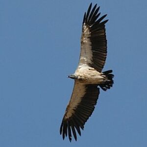 Vautour africain