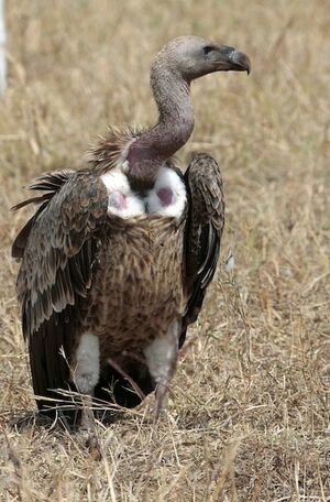 Vautour africain