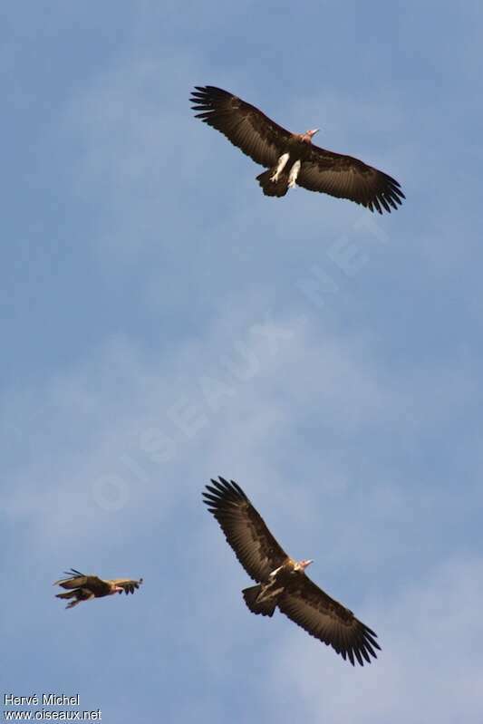 Hooded Vultureadult, pigmentation, Flight, courting display