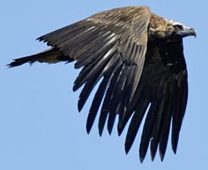 Vautour moine