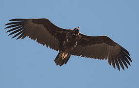 Cinereous Vulture
