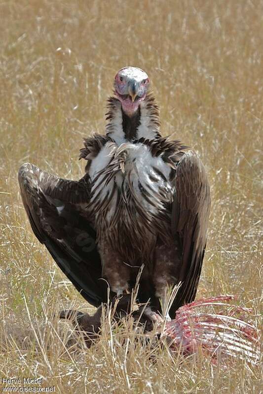 Lappet-faced Vultureadult, feeding habits, eats