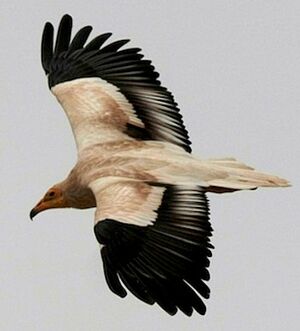 Egyptian Vulture