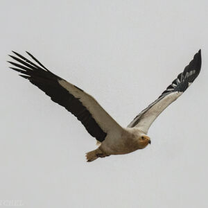 Egyptian Vulture