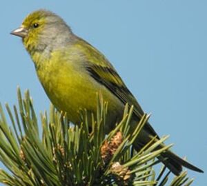 Citril Finch 
&copy; Herv� Michel