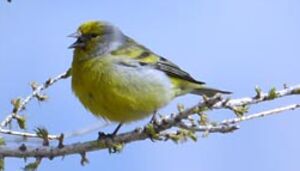 Citril Finch 
&copy; Herv� Michel