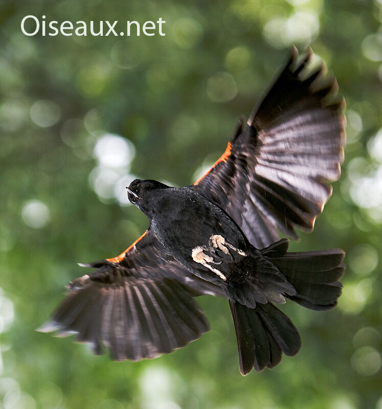 Red-winged Blackbird male, Flight