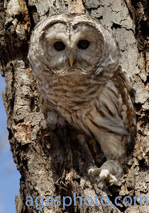 Northern Barred Owl