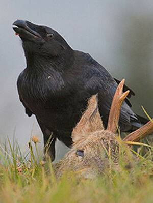 Grand Corbeau 
&copy; Hruska Yarda