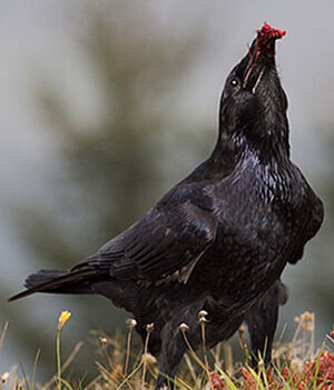Grand Corbeau 
&copy; Hruska Yarda