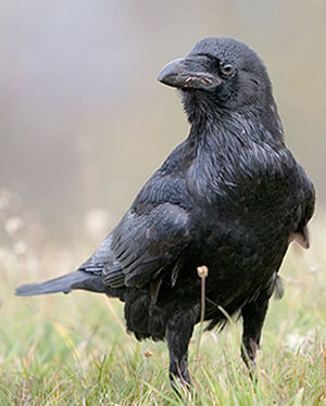 Grand Corbeau 
&copy; Hruska Yarda