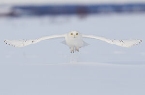 Snowy Owl