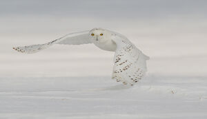 Snowy Owl