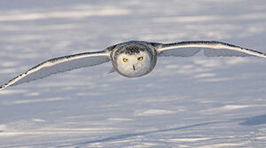 Harfang des neiges