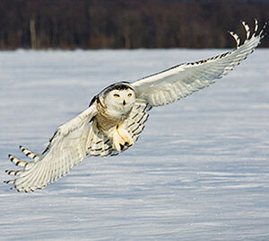 Harfang des neiges