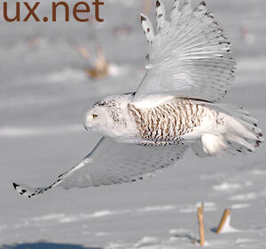 Harfang des neiges