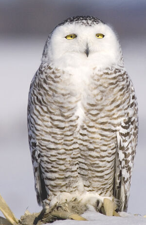 Harfang des neiges