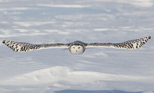 Snowy Owl