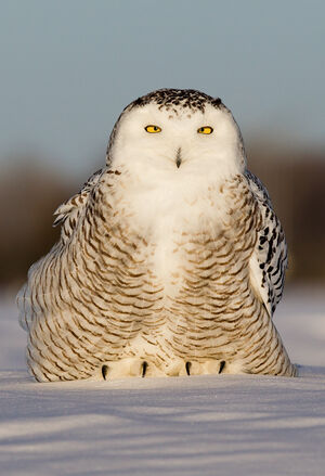 Snowy Owl