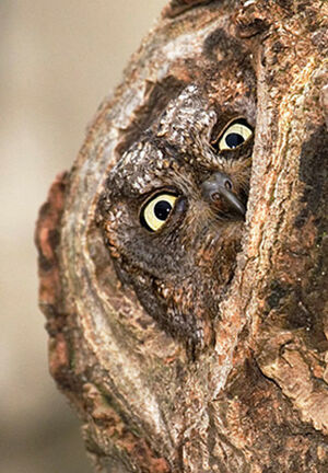 Petit-duc scops 
&copy; Hruska Yarda