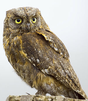 Petit-duc scops 
&copy; Hruska Yarda