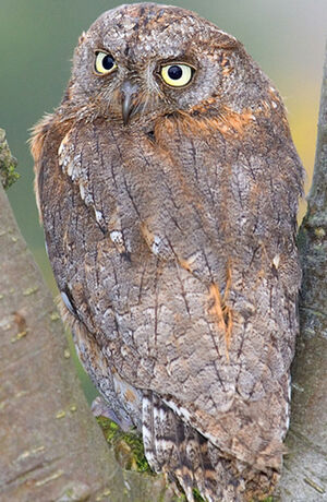 Petit-duc scops 
&copy; Hruska Yarda