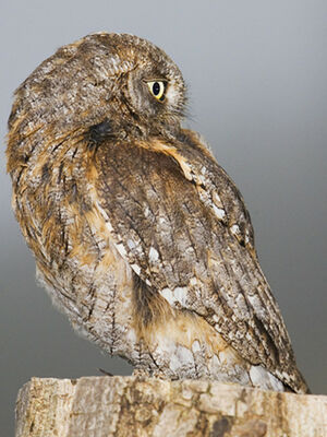Petit-duc scops 
&copy; Hruska Yarda