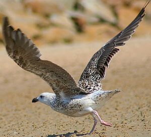 Great Black-backed Gull 
&copy; Hugo Delamarre