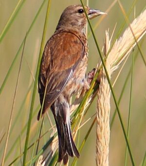 Common Linnet 
&copy; Hugo Delamarre