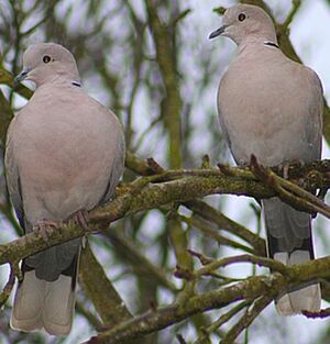 Eurasian Collared Dove 
&copy; Hugo Delamarre