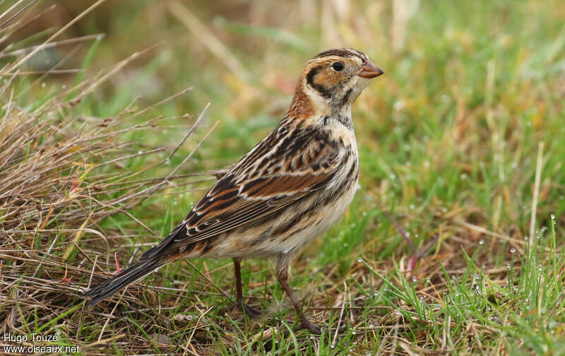 Lapland Longspur male First year, identification