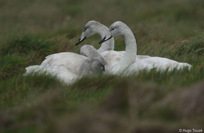 Whooper SwanFirst year