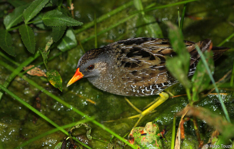 Spotted Crake male adult, song
