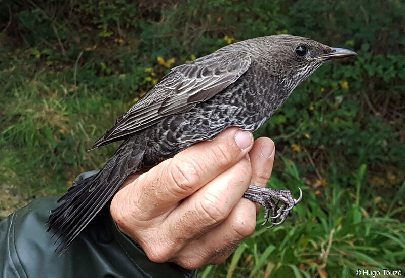 Ring Ouzel female First year