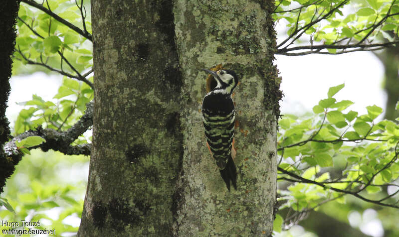 White-backed Woodpecker female adult, habitat, Reproduction-nesting
