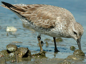 Red Knot