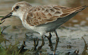Little Stint