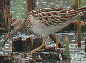 Pectoral Sandpiper 
&copy; Ian Boustead