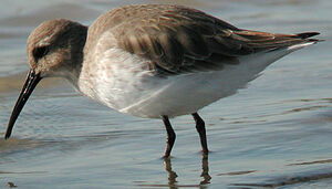 Dunlin 
&copy; Ian Boustead