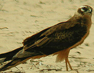 Pallid Harrier