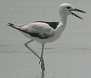 Crab-plover