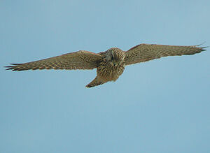Common Kestrel